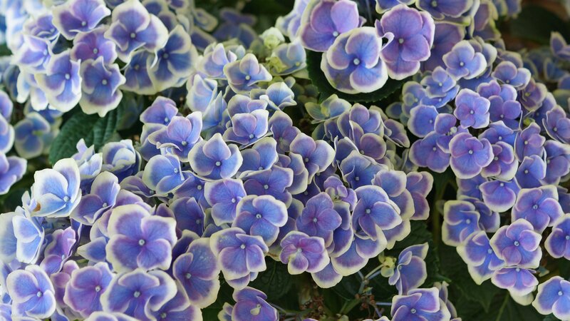 Blue and White Hydrangea Flowers — Purple
