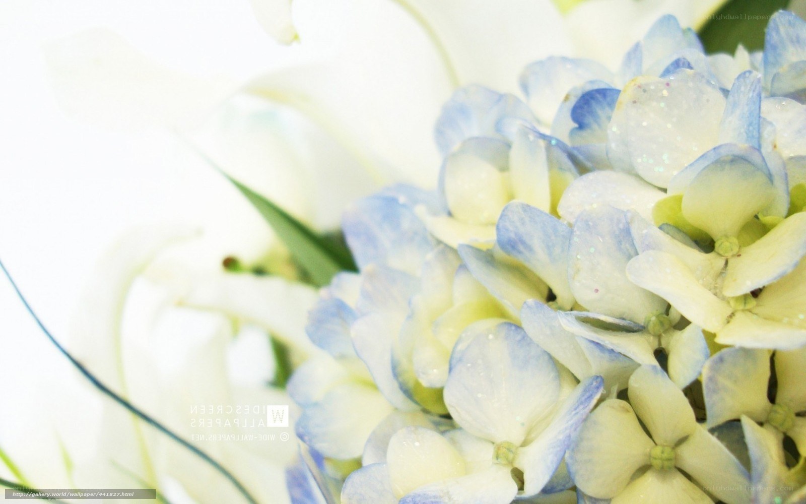 blue and white hydrangea flowers