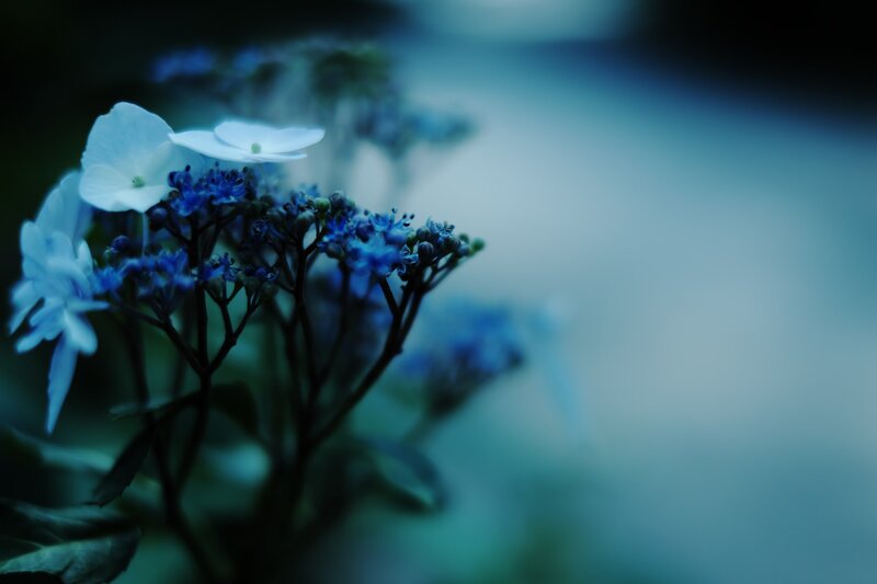 Blue and White Hydrangea — Serene, Photograph, Flowers