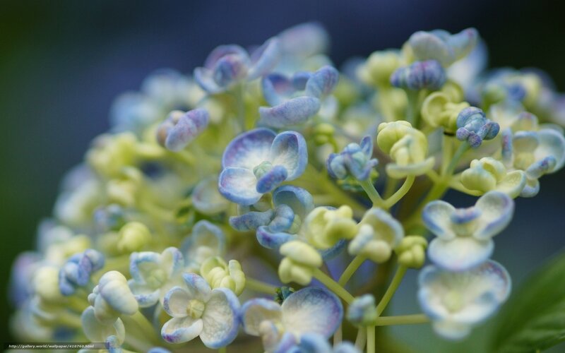 Blue and White Hydrangea — Serene, Photograph