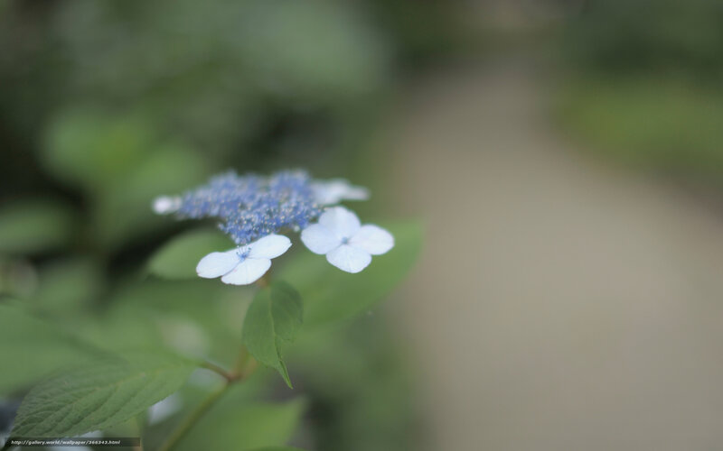 Blue and White Hydrangea — Serene