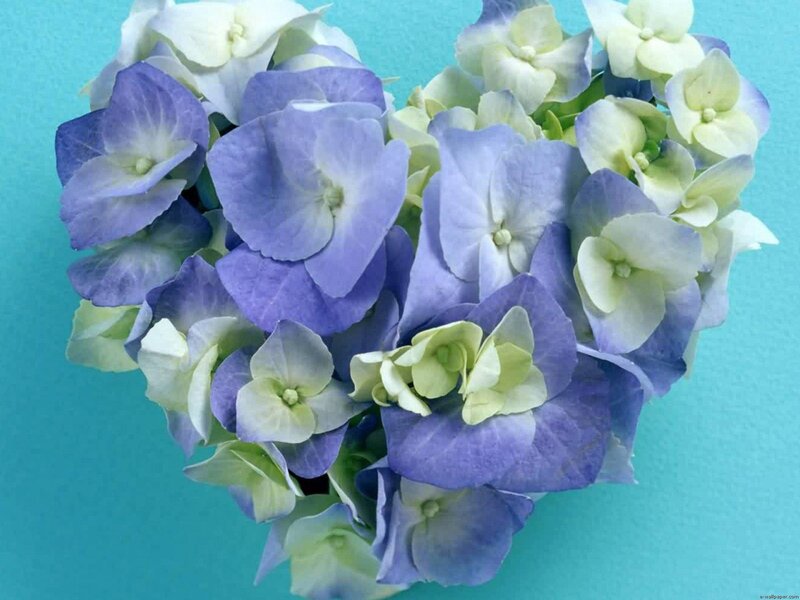 Blue and White Hydrangea