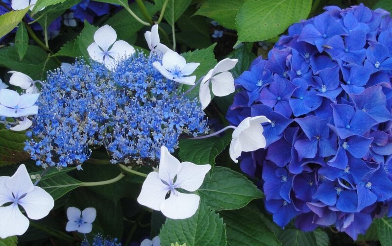 Blue and White Hydrangeas — Calm, Summer, Photograph