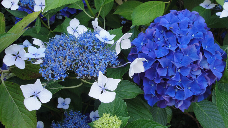 Blue and White Hydrangeas — Calm, Summer