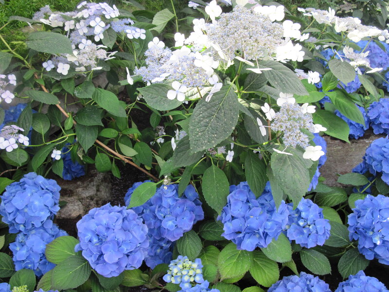 Blue and White Hydrangeas — Calm