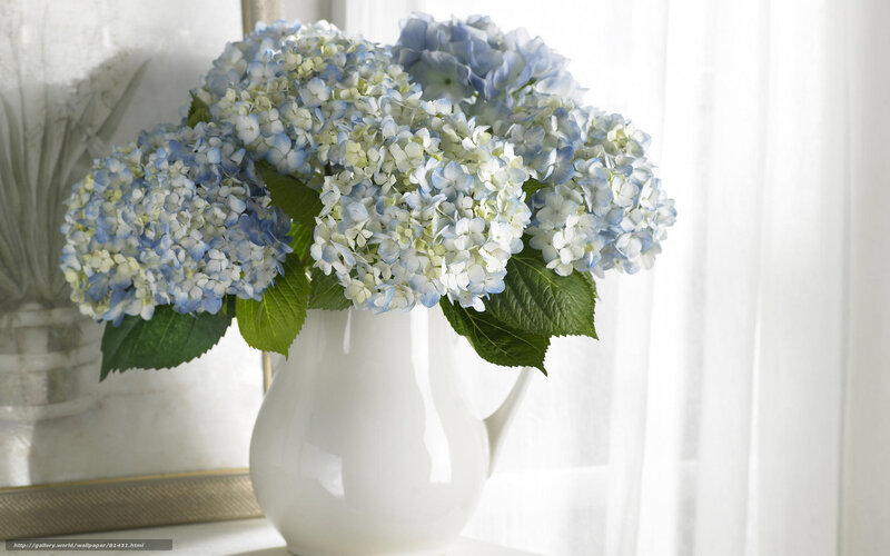 Blue and white hydrangeas in a vase