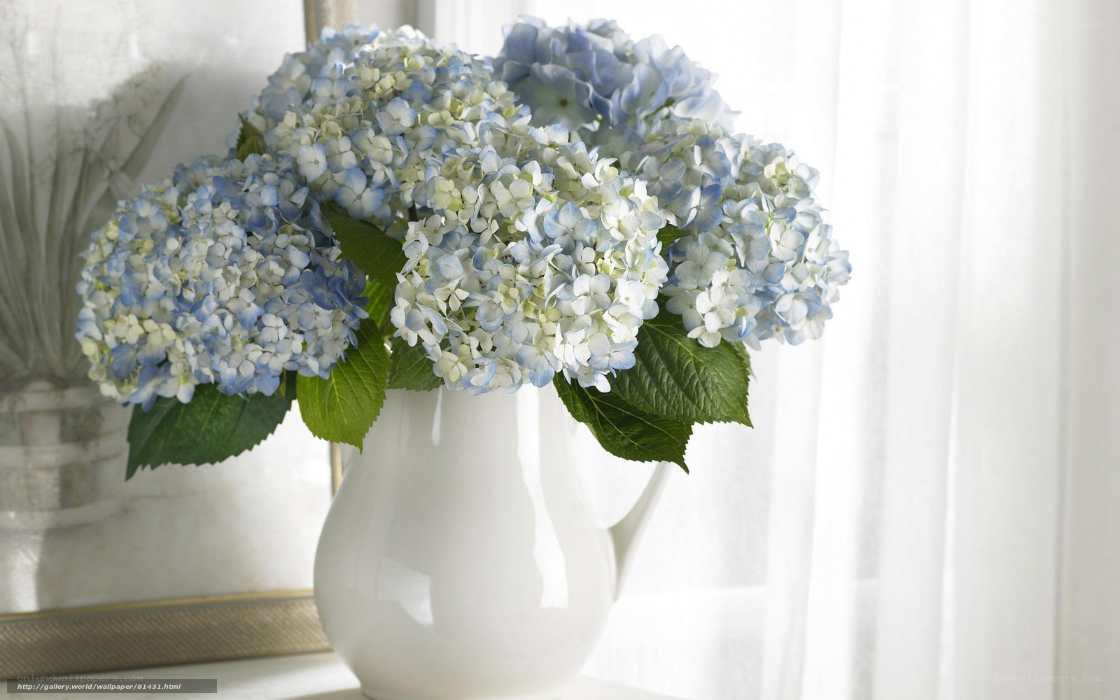 Blue and white hydrangeas in a vase