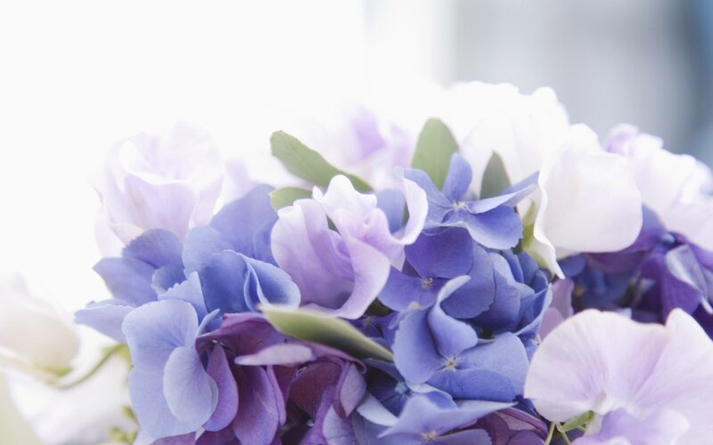 Blue and White Hydrangeas — Purple