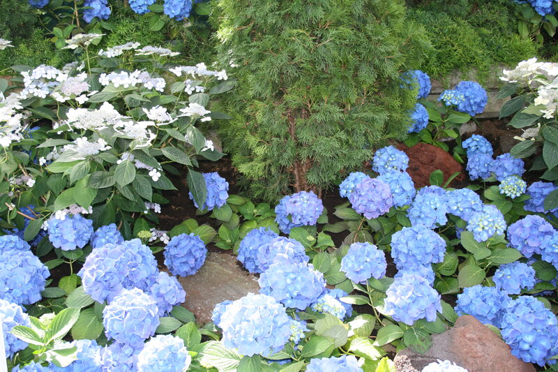 Blue and White Hydrangeas — Serene, Afternoon, Photograph
