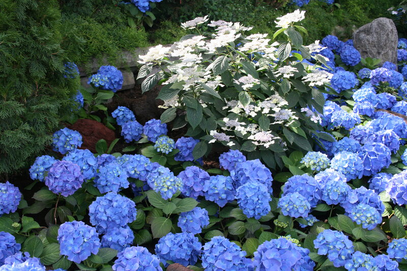 Blue and White Hydrangeas — Serene, Afternoon