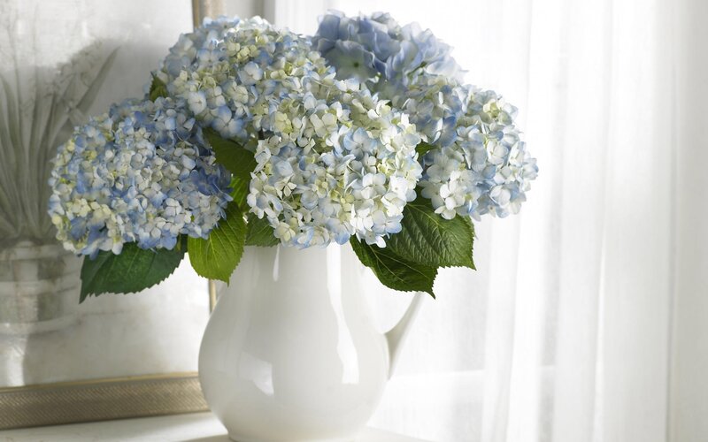 Blue and White Hydrangeas — Serene, Morning, Photograph