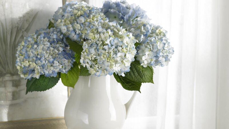 Blue and White Hydrangeas — Serene, Morning, Photograph, Vase, Green Leaves