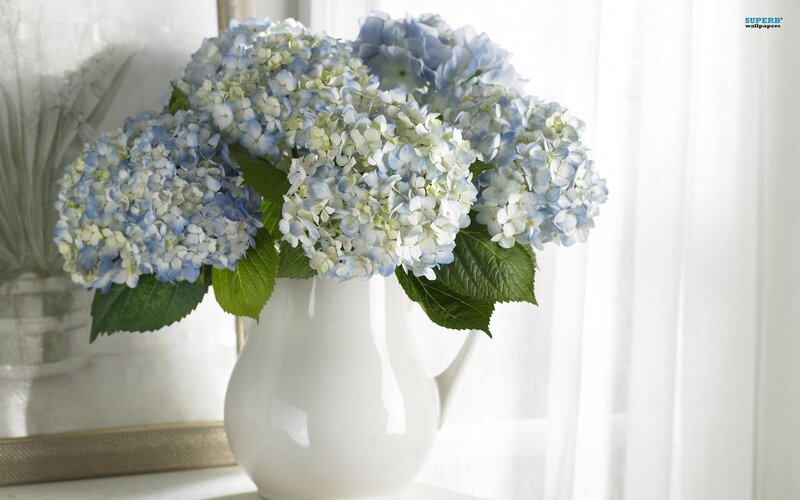 Blue and White Hydrangeas — Serene, Morning