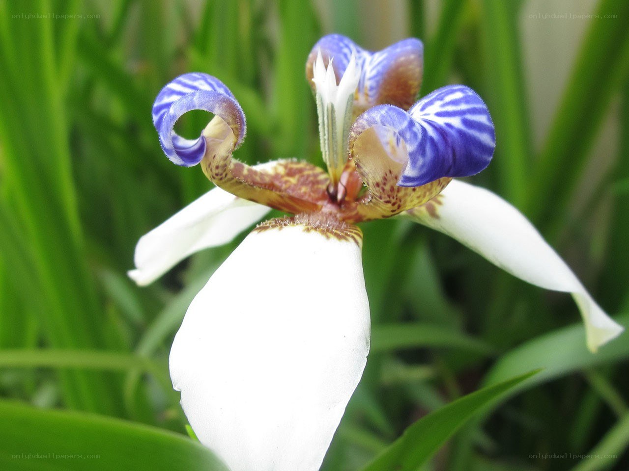 blue and white iris flower