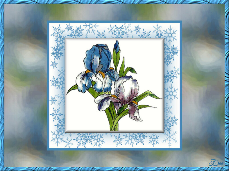 Blue and White Irises