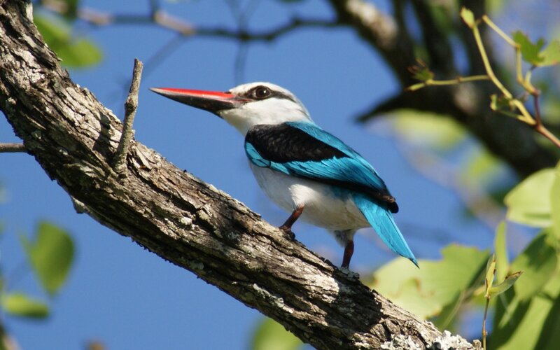 Blue-and-white Kingfisher