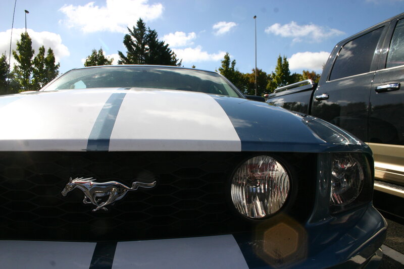 Blue and White Mustang
