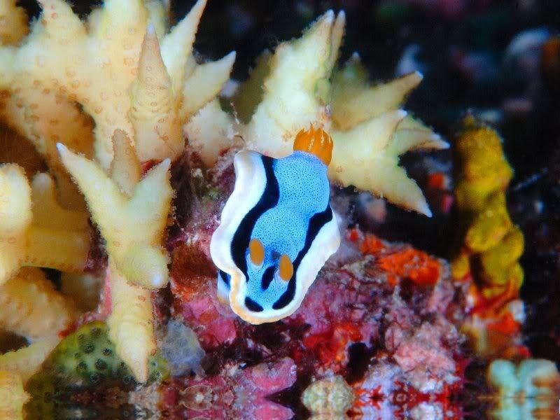 Blue and White Nudibranch