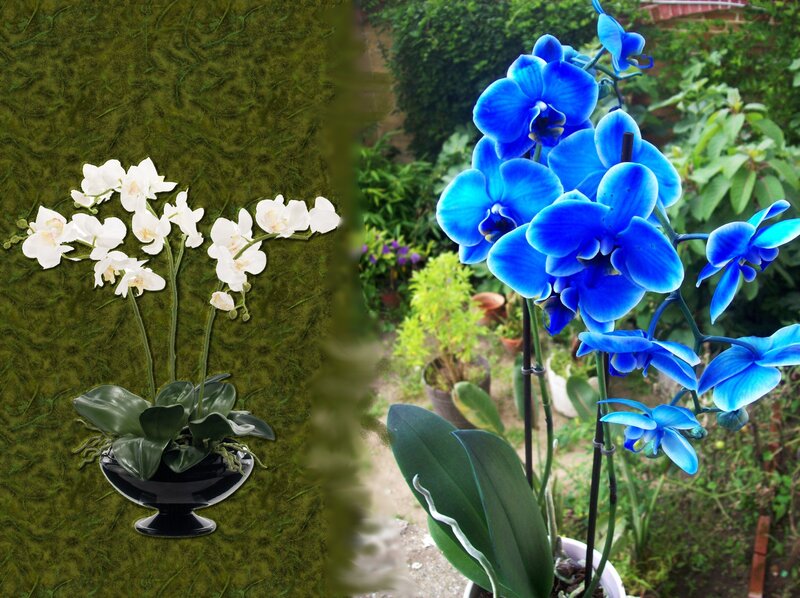 Blue and White Orchids — Serene, Afternoon