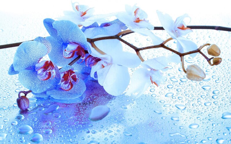 Blue and White Orchids — Serene