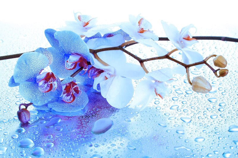 Blue and White Orchids