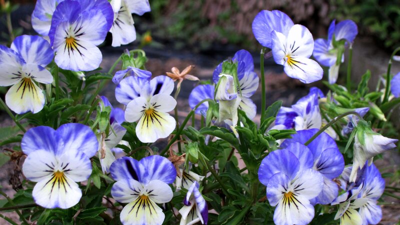 Blue and White Pansies — Calm
