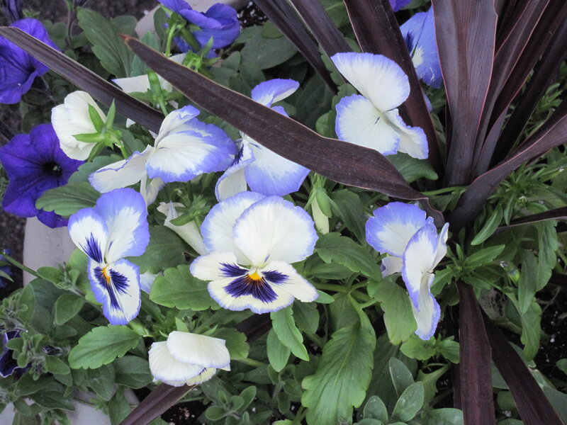 Blue and White Pansies