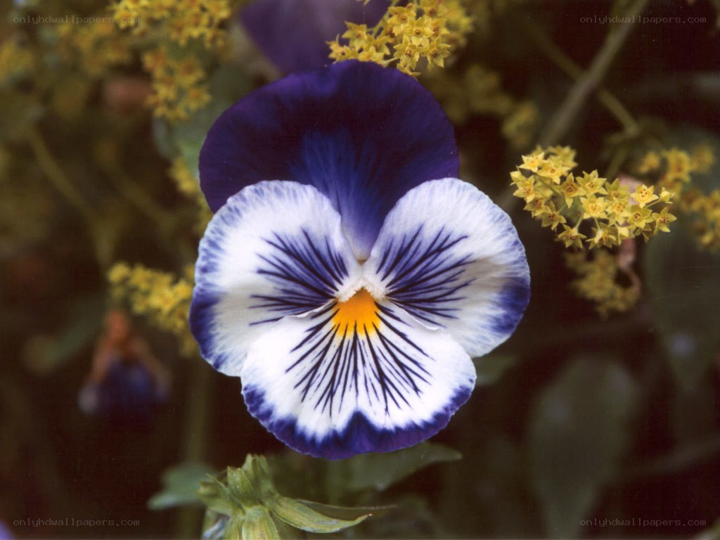 blue and white pansy flower