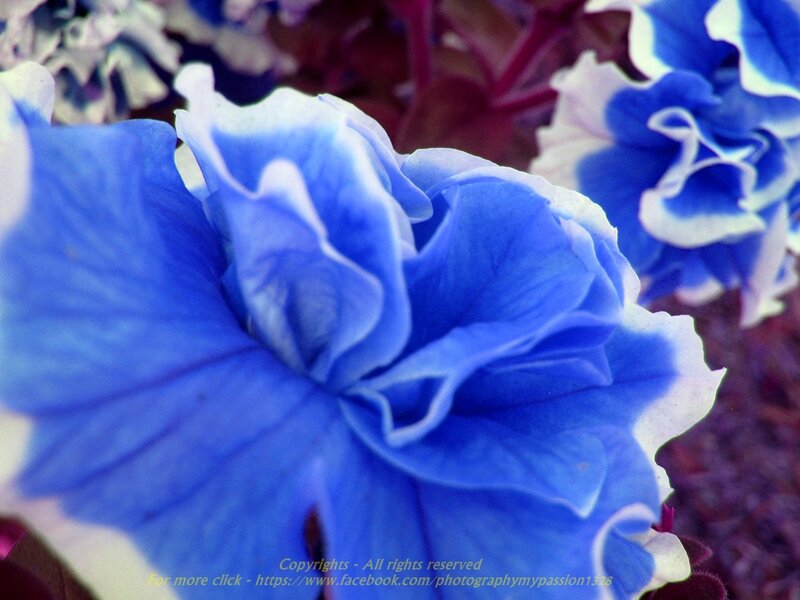 Blue and White Petunia Flower