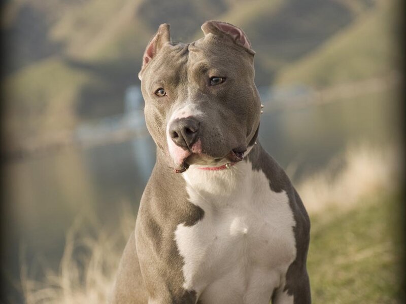 Blue and White Pit Bull