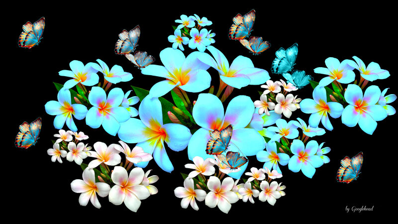 Blue and White Plumeria Flowers
