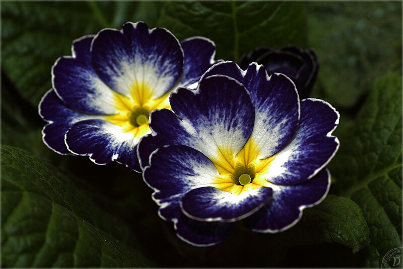 Blue and White Primrose Flowers