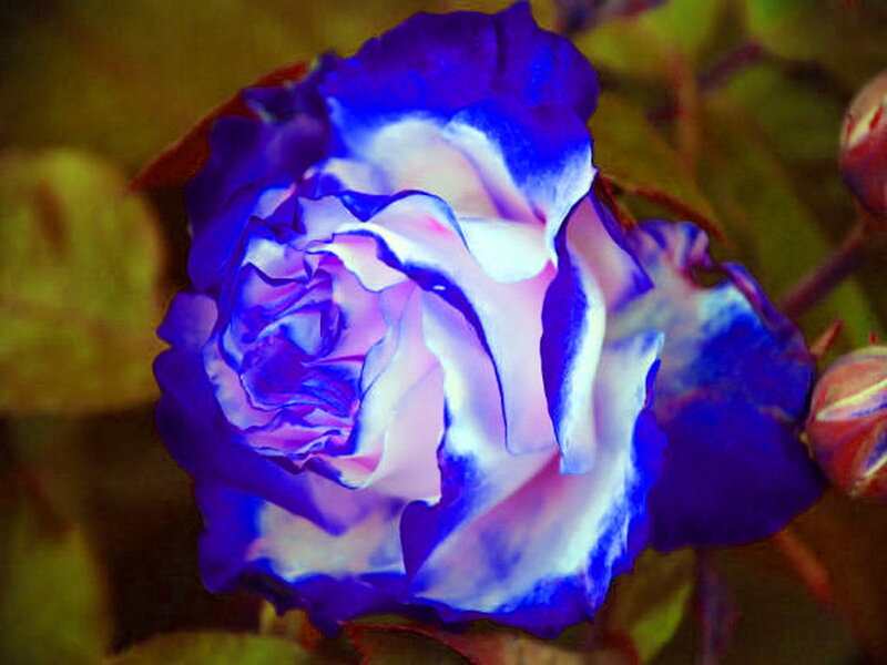 Blue and White Rose — Calm, Photograph, Buds