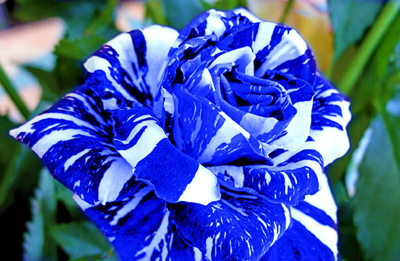 Blue and White Rose — Calm, Photograph, Flower