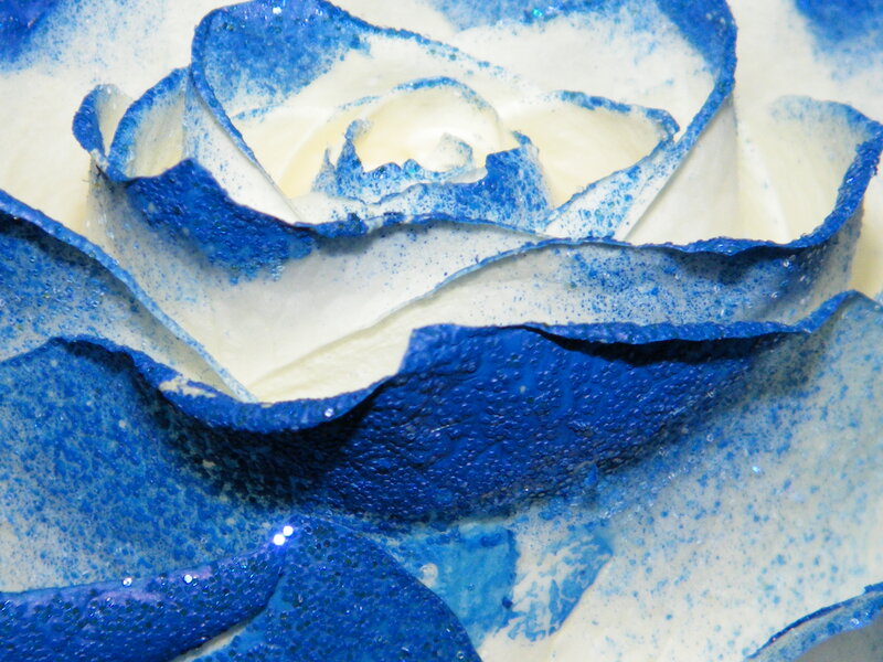 Blue and White Rose — Calm, Photograph, Petals