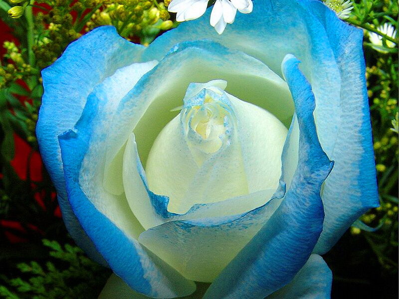 Blue and White Rose — Calm, Photograph