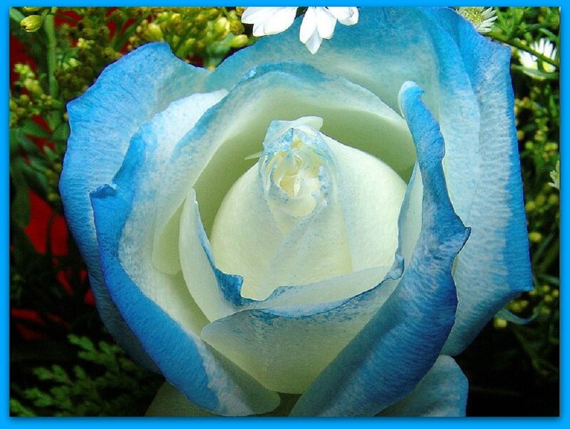 Blue and White Rose — Calm