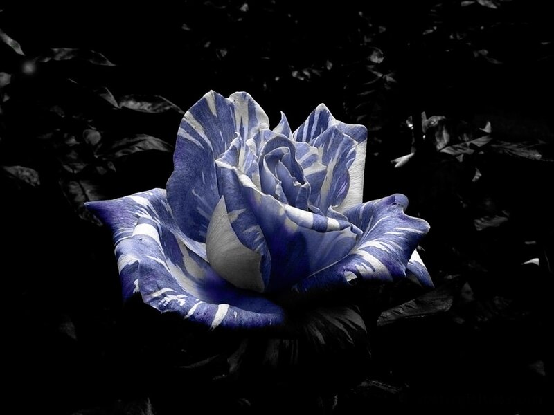 Blue and White Rose — Dramatic