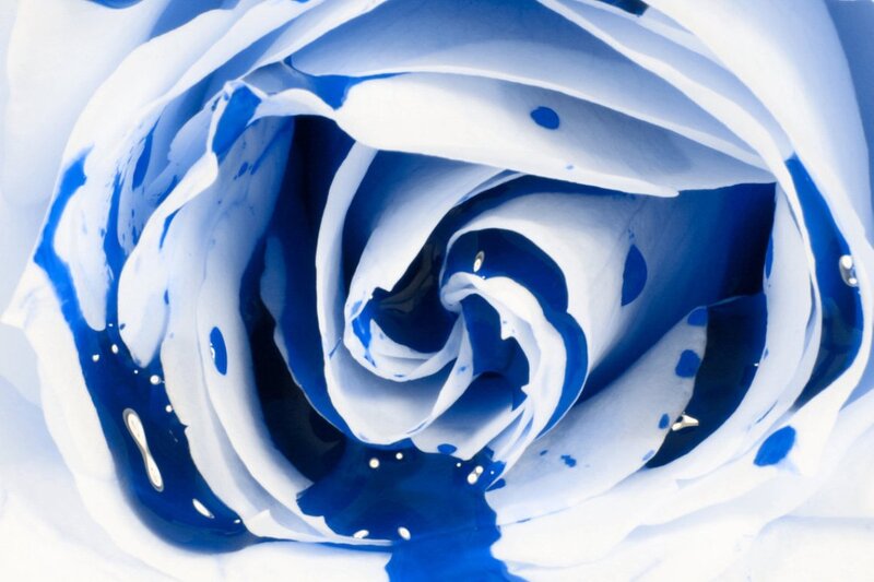 Blue and White Rose — Serene, Photograph