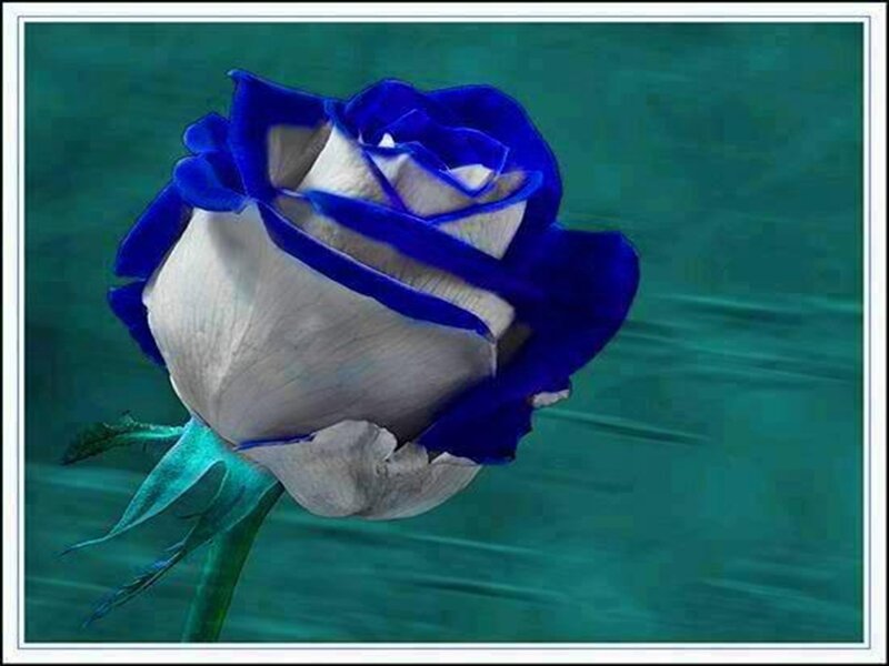 Blue and White Rose — Serene