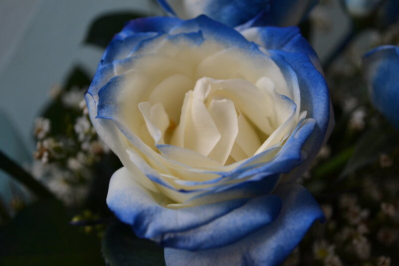 Blue and White Rose