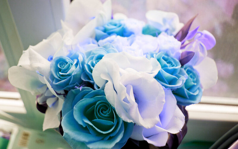 Blue and White Roses — Calm, Photograph, Flowers