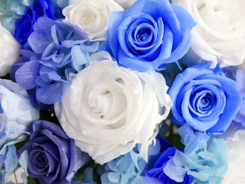 Blue and White Roses — Calm, Photograph, Hydrangeas