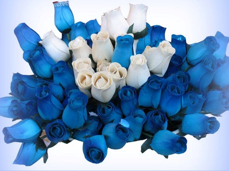 Blue and White Roses — Calm, Photograph
