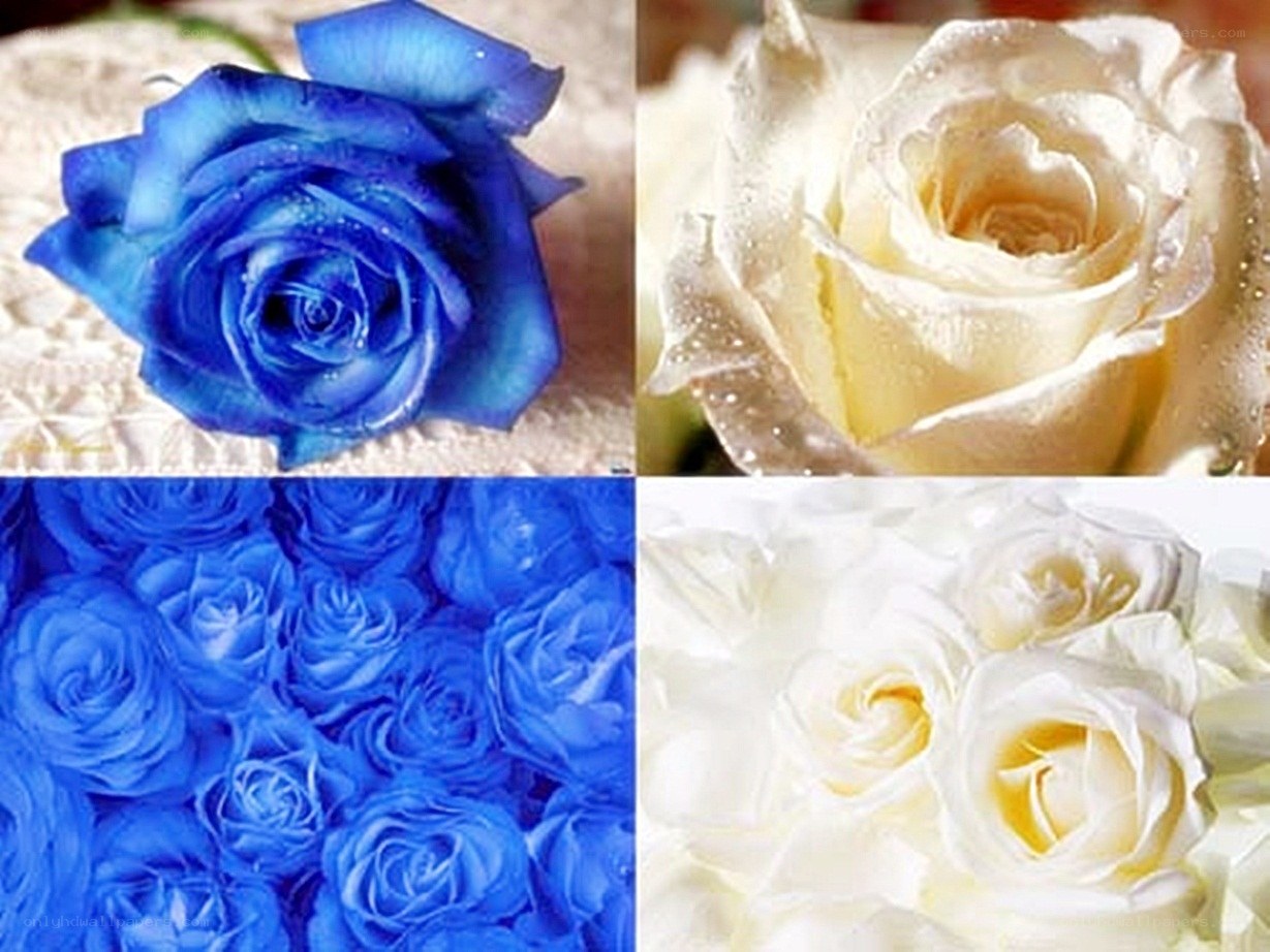 Blue and white roses collage