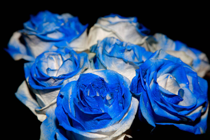 Blue and White Roses — Dramatic