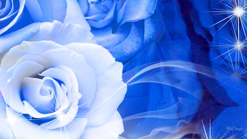 Blue and White Roses — Serene
