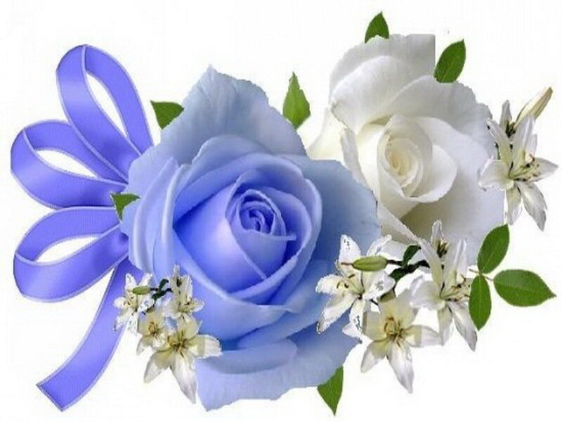 Blue and White Roses