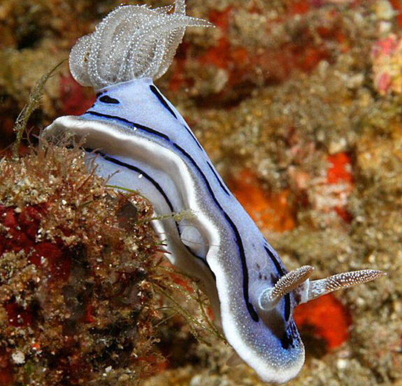 Blue and white sea slug