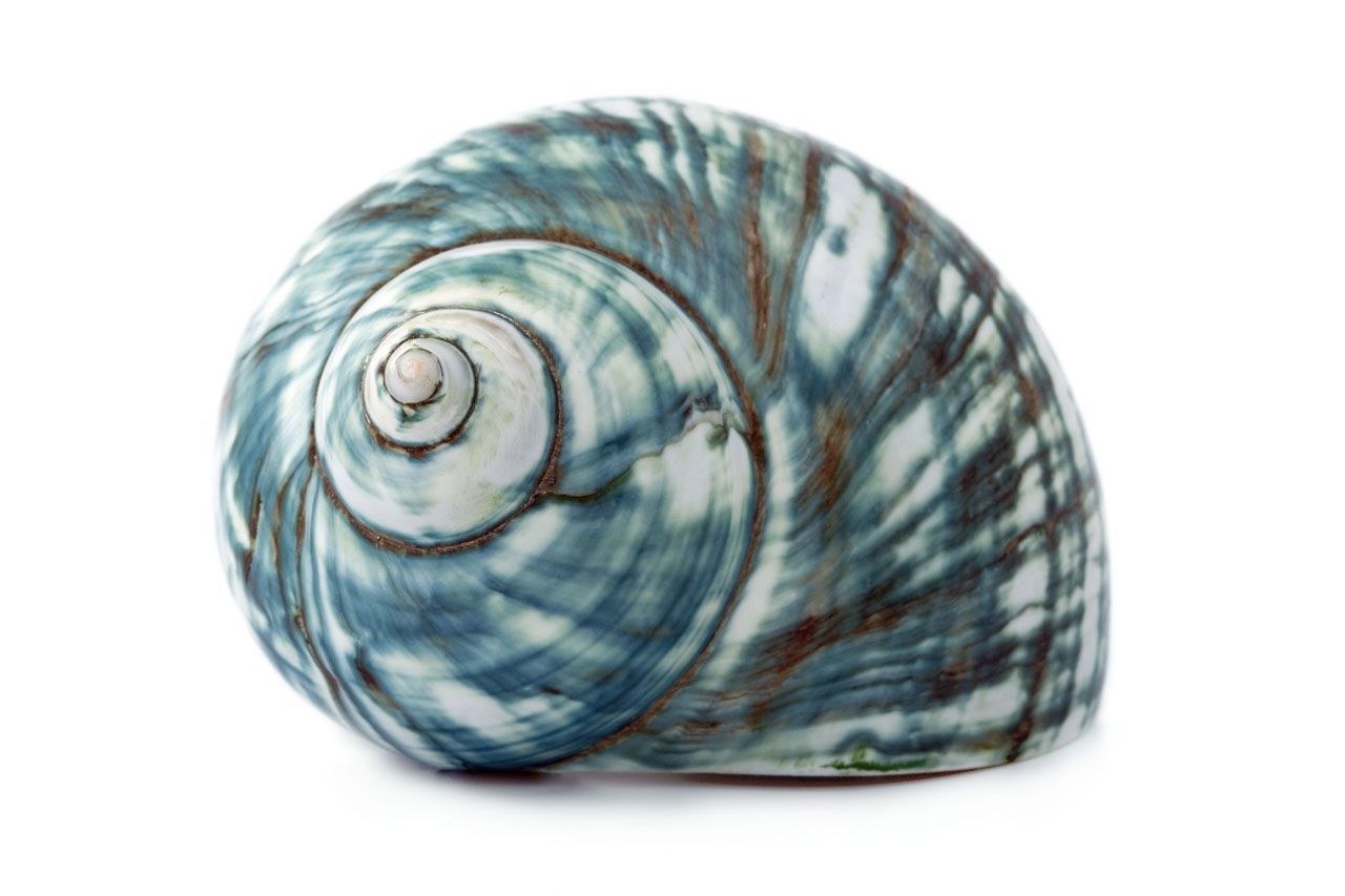 blue and white seashell